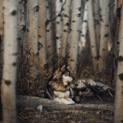 Chris Hau - V2 LR PRESET PACK - Image 2